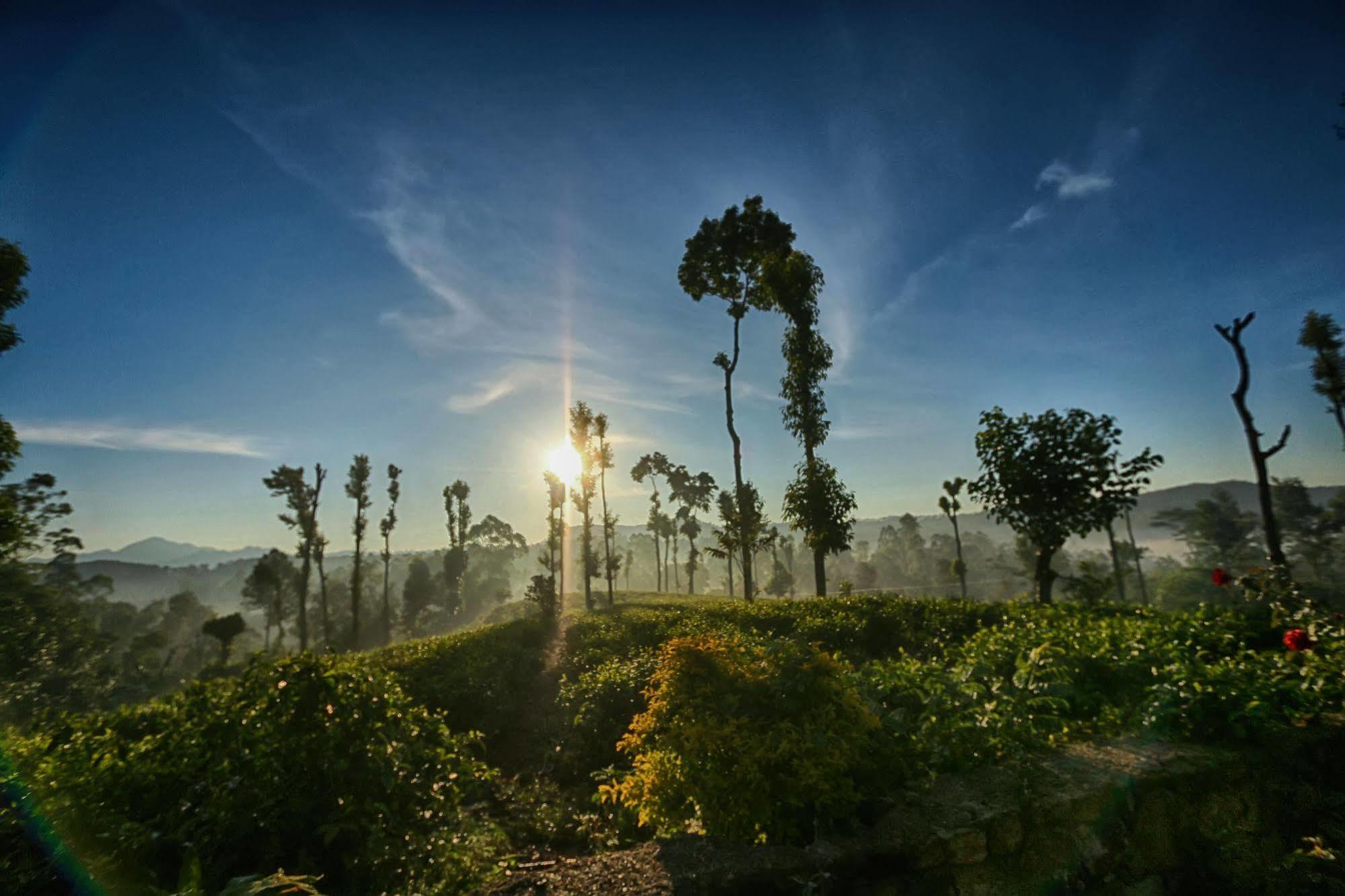 The Tea Tree Resort Ella Luaran gambar